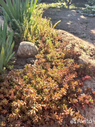 Многолетники Почвопокровники