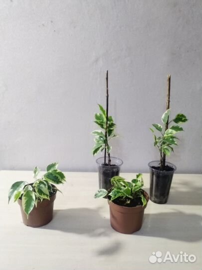 Фикус Бенджамина