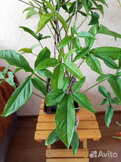 Сингониум,хлорофитум