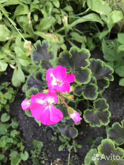 Пеларгония сортовая