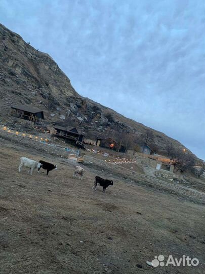 Мясо телятина говядина