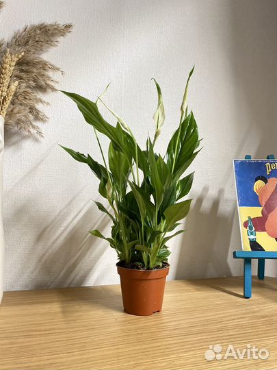 Спатифиллум