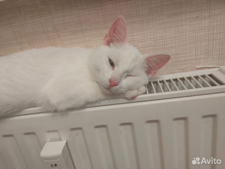 Стерилизация кошек и собак