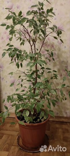Фикус бенджамина