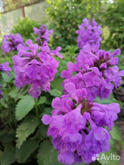 Гвоздика Шабо, Буквица, Герань садовая