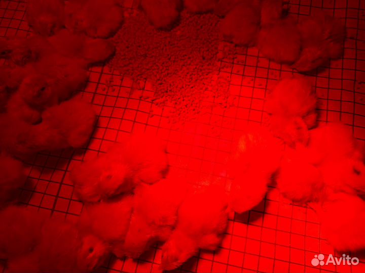 Продам техасских перепелов