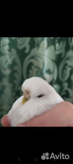 Волнистый попугай Чех. Девочка