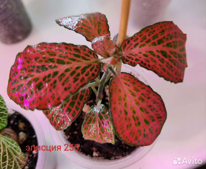 Сингониум, нематантус,фиттонии