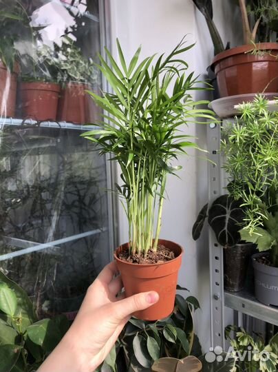 Пальма хамедорея