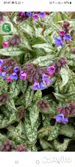 Медуница сахарная