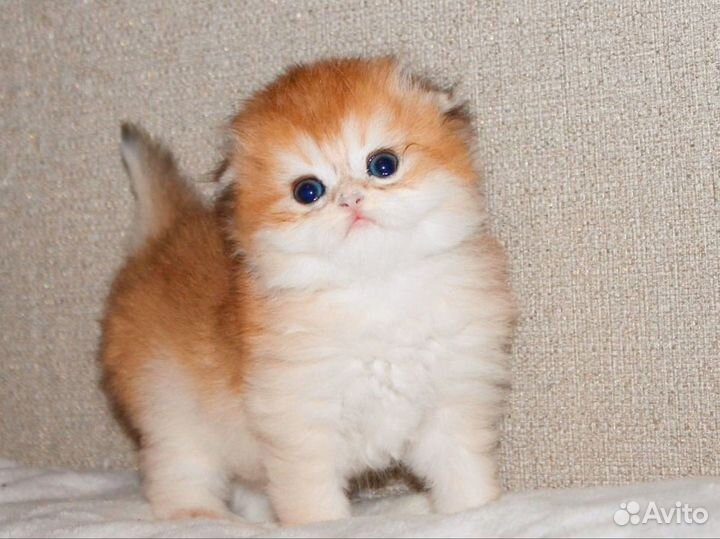 Вислоухие Котята золотая шиншилла