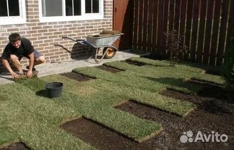 Укладка газона