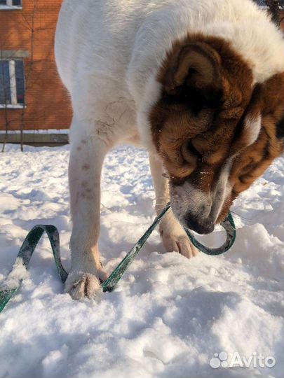 Такая булочка пропадает