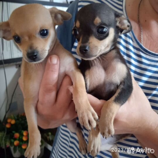 Мини той-терьер щенки