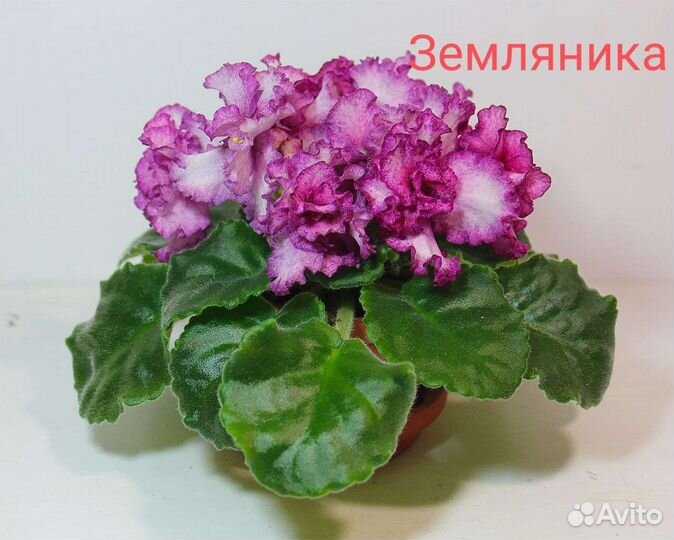 Фиалка сортовая