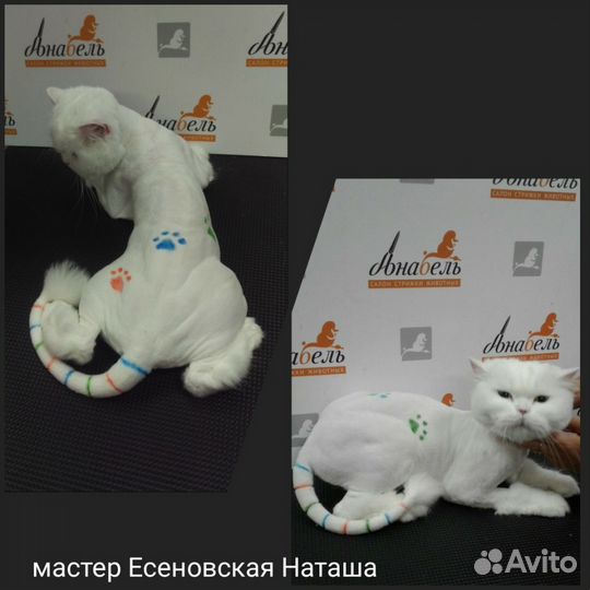 Стрижка котов и собак, тримминг