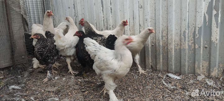 Цыплята 5 месяцев