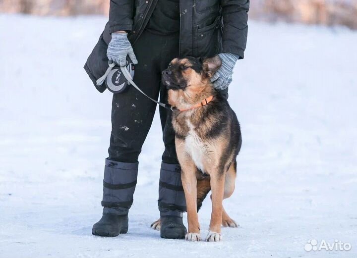 Собака в добрые руки