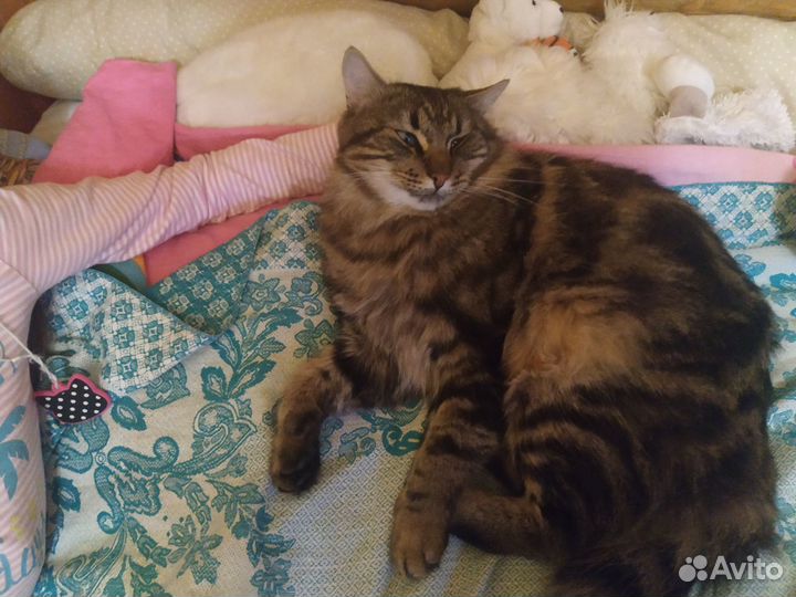 Котики потеряшки