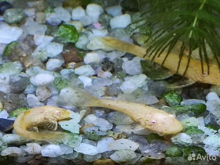 Сомики анциструс золотой