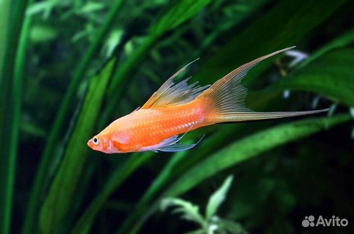 Аквариумные рыбки и растения: Сомики и Меченосцы