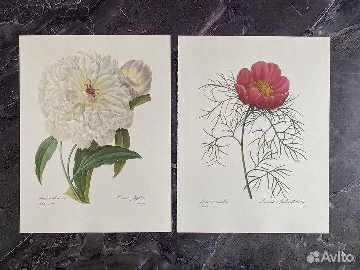 Литография цветы фрукты 11