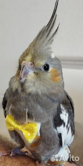 Попугай корелла девочка