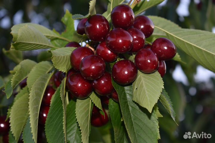 Саженцы черешни