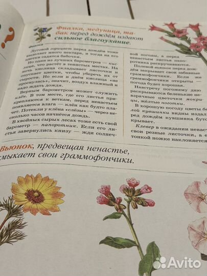 Растительный мир в картинках