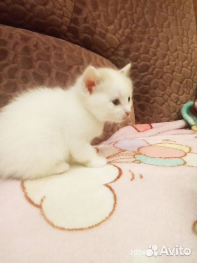 Котята мальчик и девочка