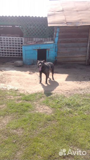 Хаски отдам в добрые руки