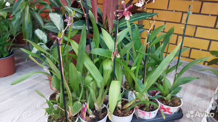 Орхидеи камбрия ароматная