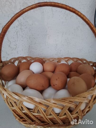 Цыплята и инкубационный яйцо легорны, поместные