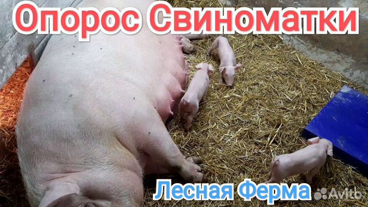 Поросята