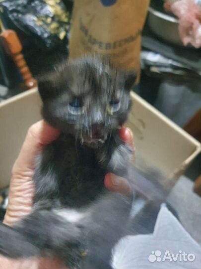 Кошка в дар бесплатно