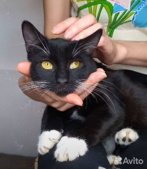 Шустрый Котенок Гоша, подросток, кастриров. Приют