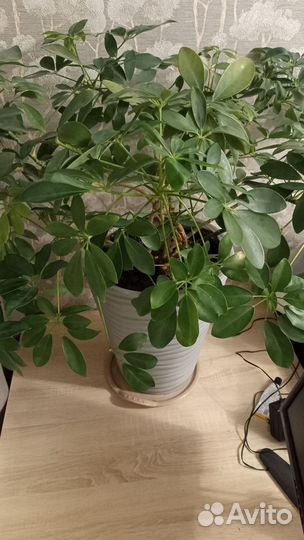 Комнатный цветок Шефлера