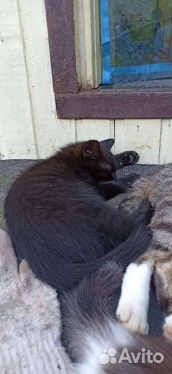 Котята в добрые руки