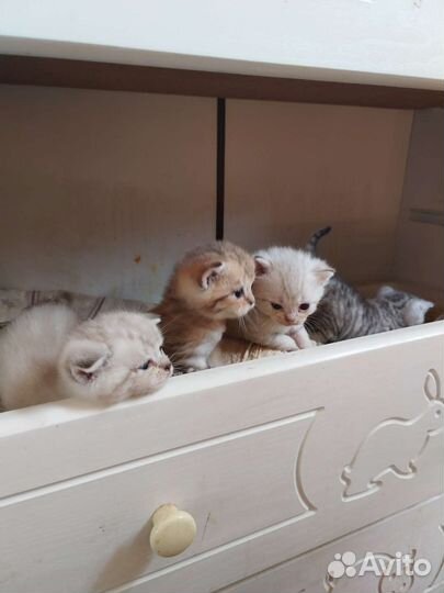 Котята