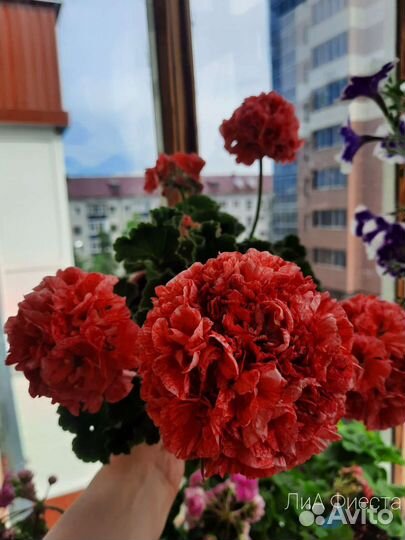 Пеларгония герань сортовая