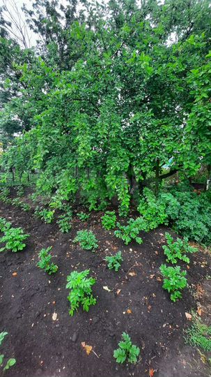 Дом 65 м² на участке 12 сот.