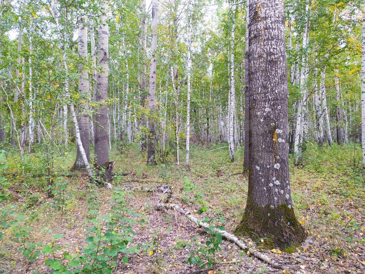 Участок 6 га (СНТ, ДНП)