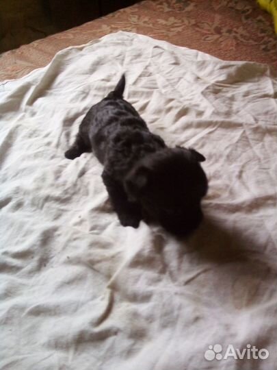 Йоркширский терьер щенки