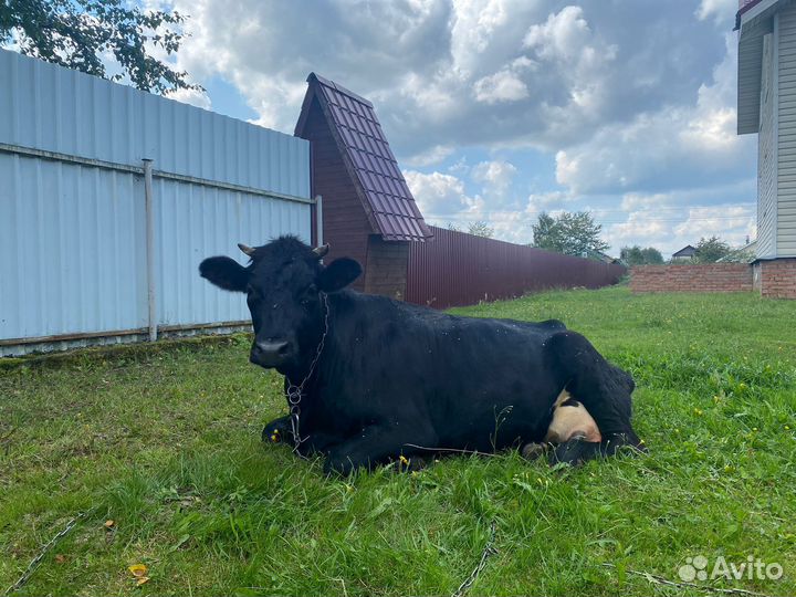 Продаются коровы