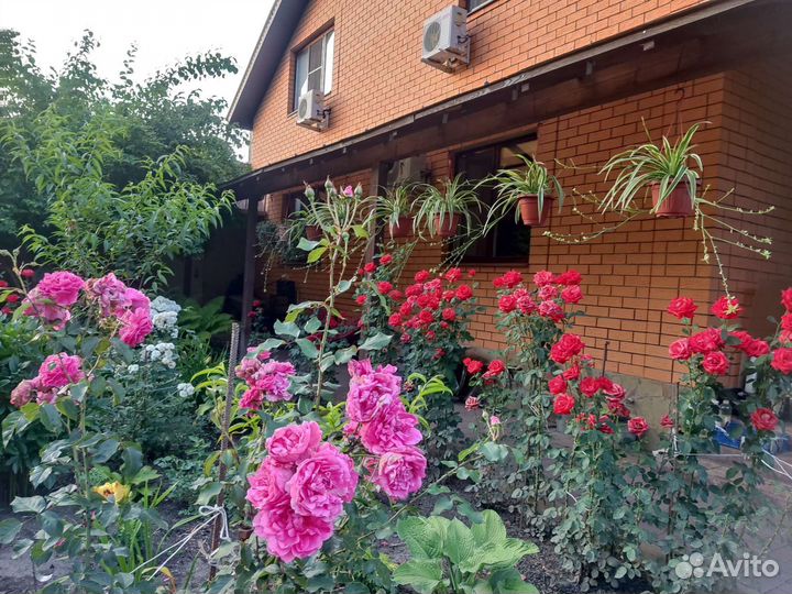 Цветы в кашпо: каллизия, традесканция и хлорофитум