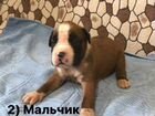 Собаки щенки немецкий боксёр объявление продам