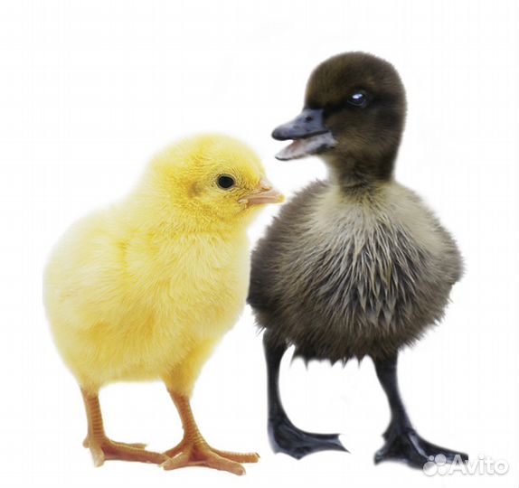Гусята, утята, цыплята