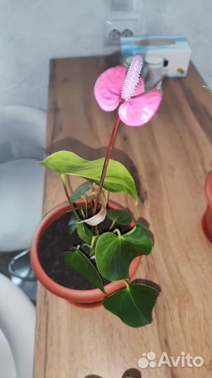 Комнатные цветы антуриум