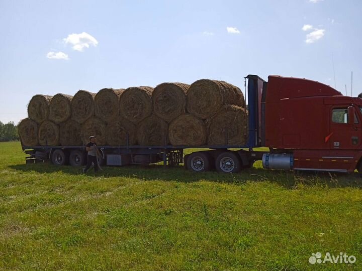 Продам сено в рулонах 250 кг