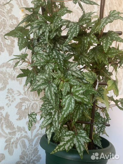 Бегония каудексная